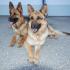 06_07_zwei_Suchhunde 06_07_zwei_Suchhunde