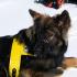 06_01_Lawinenhund 06_01_Lawinenhund