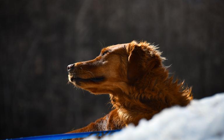 20260406_Hunde&uuml;bung Lesachtal_215@Bergrettung_K&auml;rnten