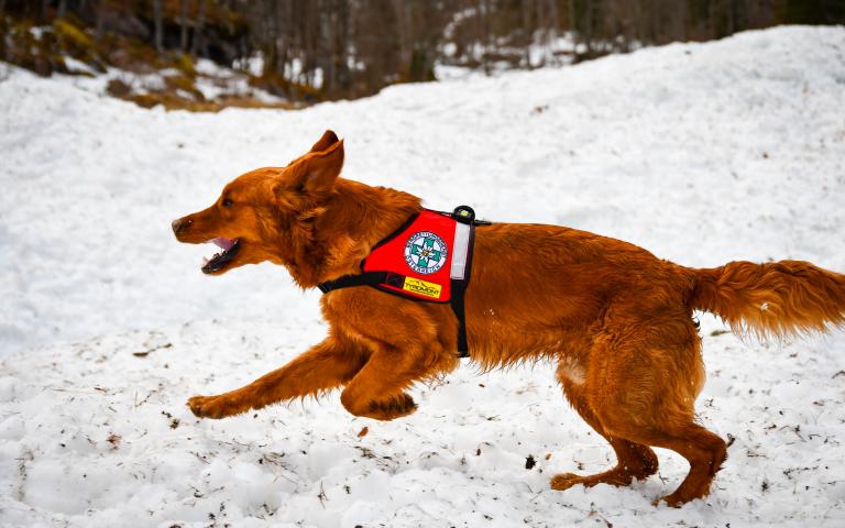 20260406_Hunde&uuml;bung Lesachtal_108@Bergrettung_K&auml;rnten