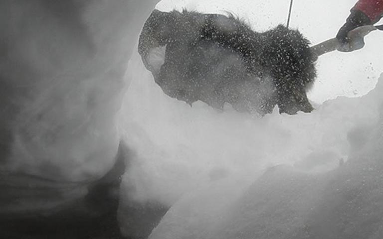 P2110242 P2110242