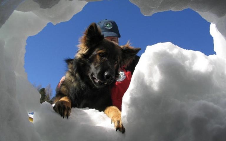 hund