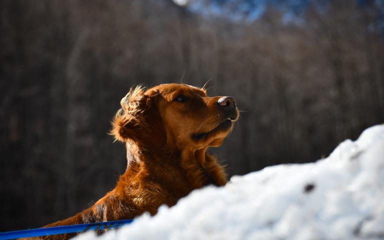 20260406_Hunde&uuml;bung Lesachtal_216@Bergrettung_K&auml;rnten