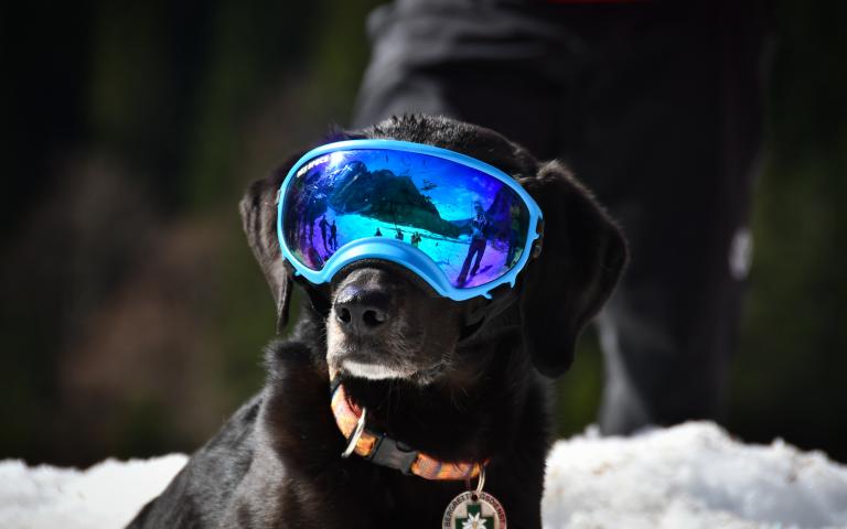 20260406_Hunde&uuml;bung Lesachtal_260@Bergrettung_K&auml;rnten