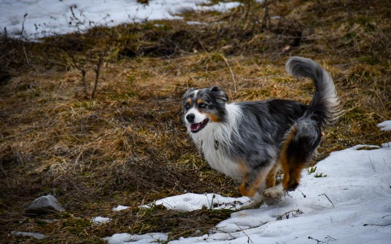 20260406_Hunde&uuml;bung Lesachtal_050@Bergrettung_K&auml;rnten