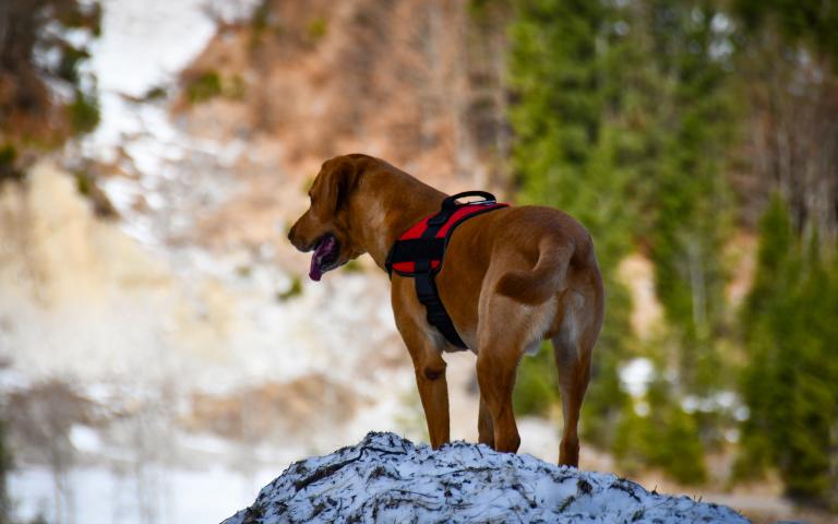 20260406_Hunde&uuml;bung Lesachtal_170@Bergrettung_K&auml;rnten