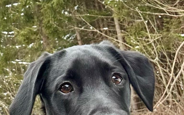 Milo
