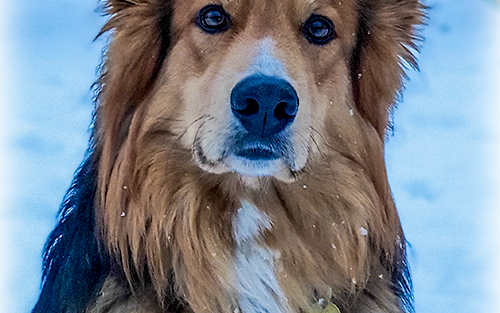 Sammy