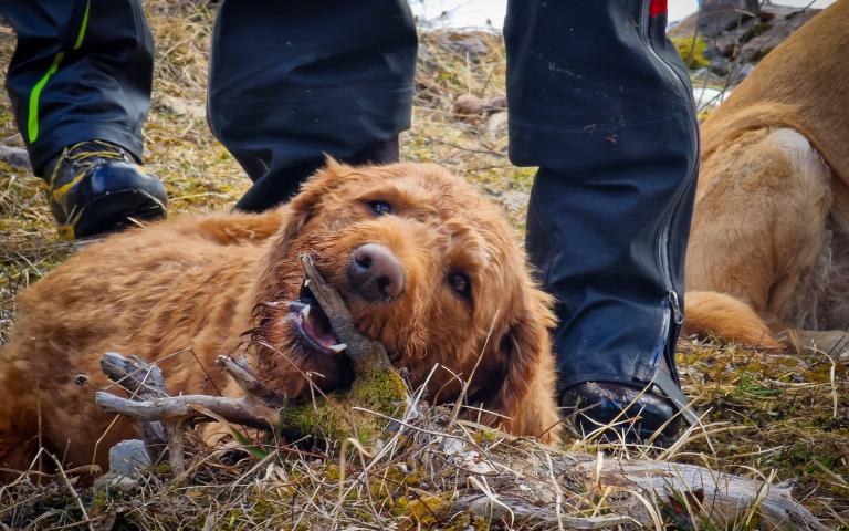 20260406_Hunde&uuml;bung Lesachtal_032@Bergrettung_K&auml;rnten