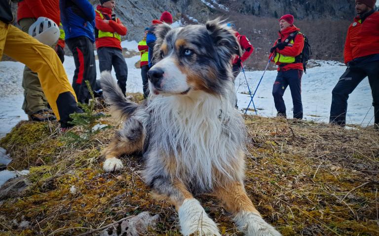 20260406_Hunde&uuml;bung Lesachtal_027@Bergrettung_K&auml;rnten