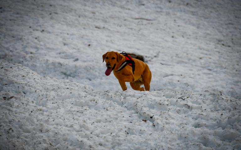 20260406_Hunde&uuml;bung Lesachtal_178@Bergrettung_K&auml;rnten