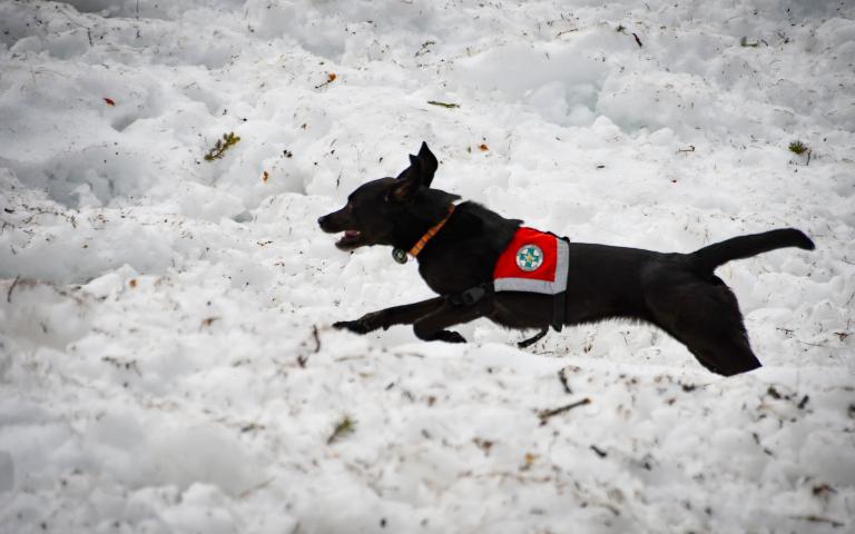 20260406_Hunde&uuml;bung Lesachtal_102@Bergrettung_K&auml;rnten